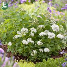 Spiraea betulifolia Tor E, Björkspirea, Häck C1