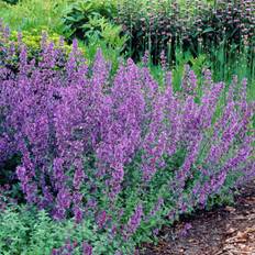 Nepeta faassenii Six Hills Giant, Kantnepeta / Kattmynta