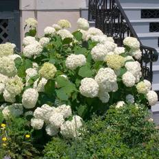 Prydnadsbuske Vidjehortensia Omnia Garden Vit