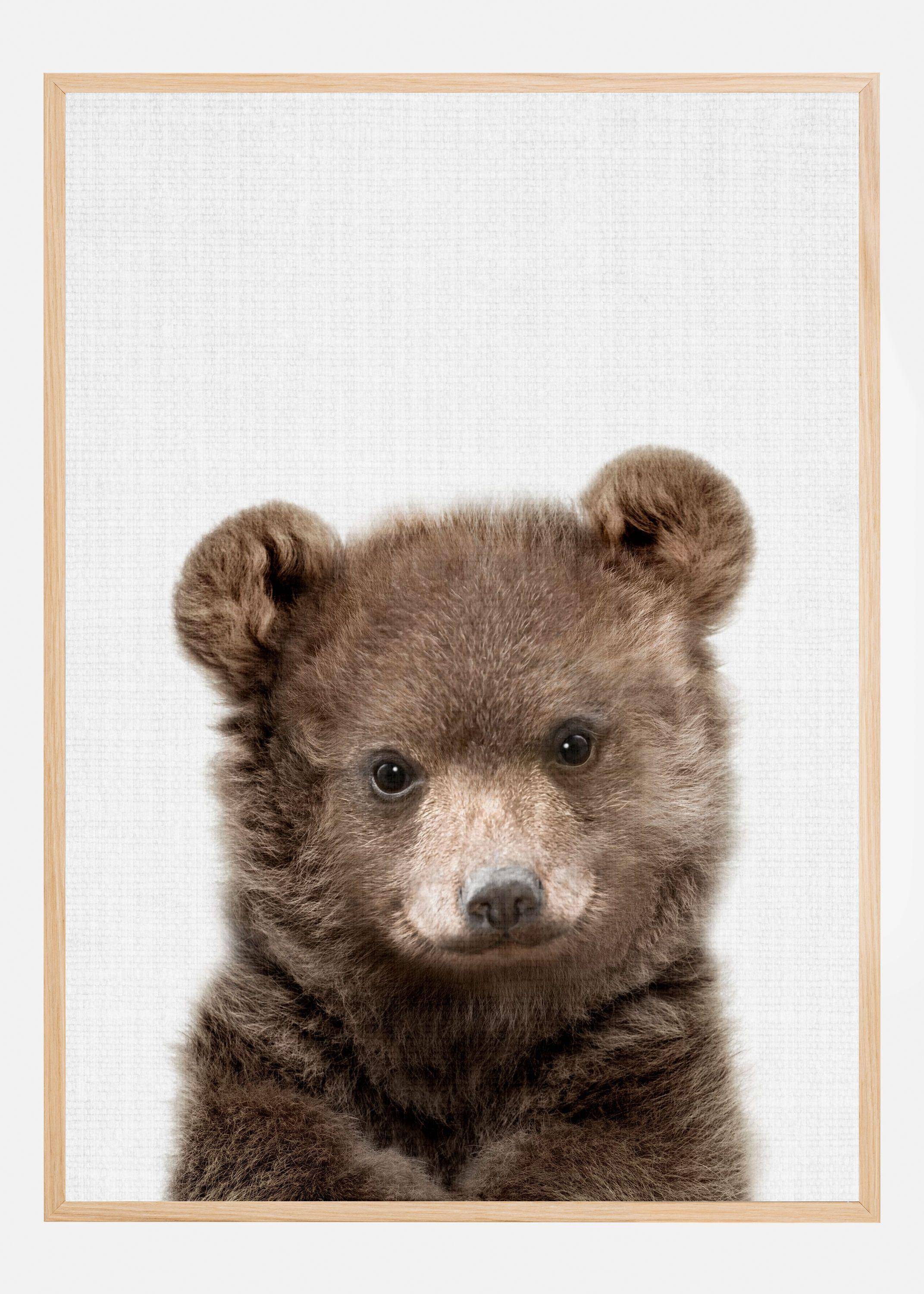 Peekaboo Baby Bear Poster (50x70 cm)