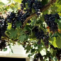 Vindrue (Vitis vinifera 'Schuyler') 50-100 cm