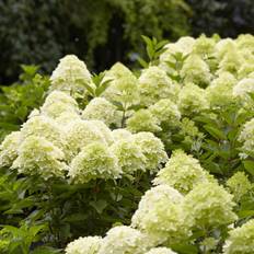 Hydrangea paniculata Whitelight , Syrenhortensia