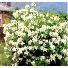 Uægte Jasmin 'Belle Etoile'