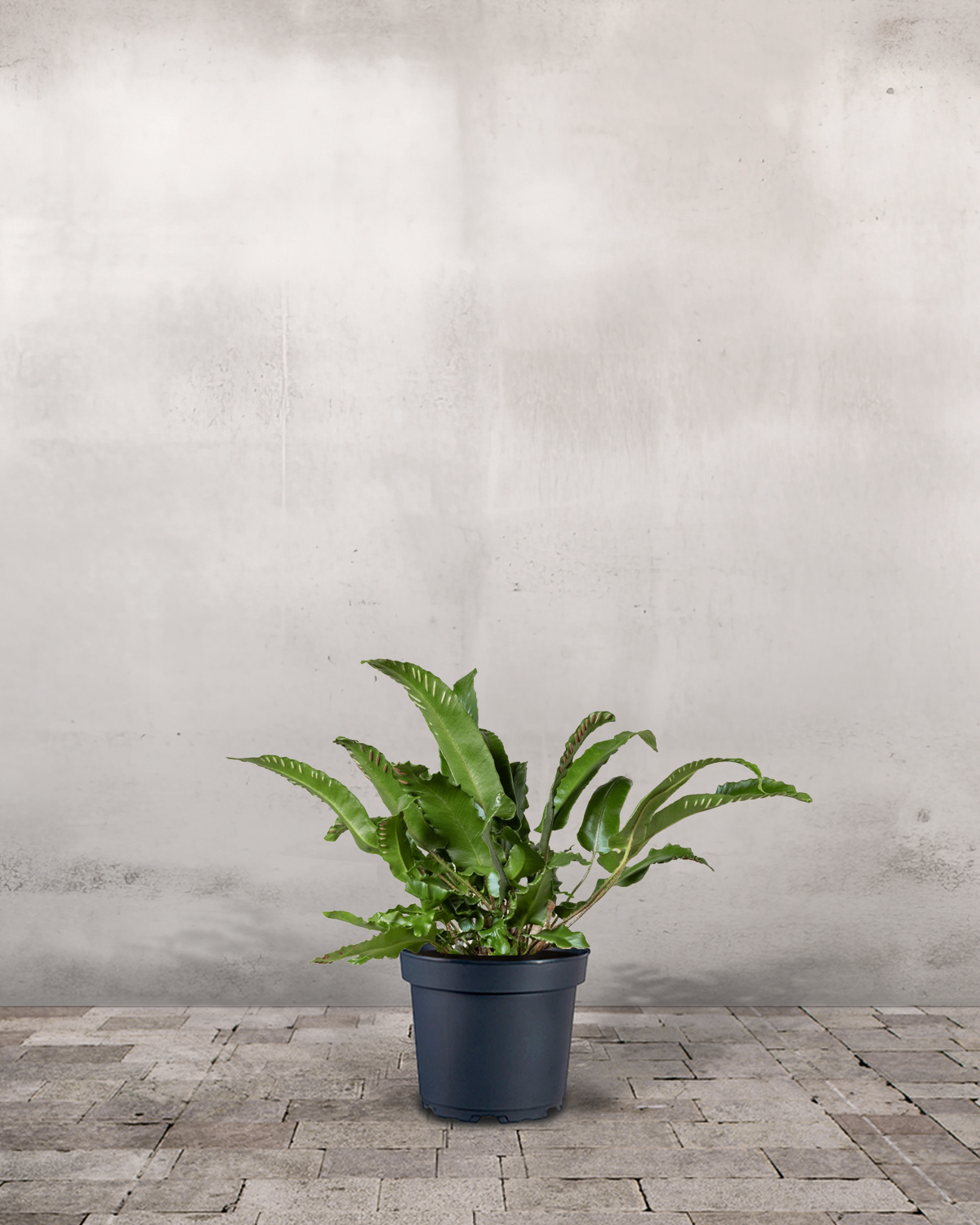 Hjortetunge, Asplenium scolopendrium - 20-40 cm
