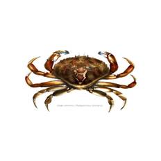 Platycarcinus Irroratus