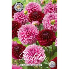 Dahlia, Combo Diamonds & Pearls 3 st