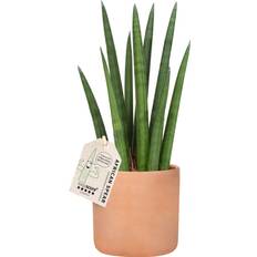 Sansevieria Rocket, inkl. terracotta potte, 6 stk