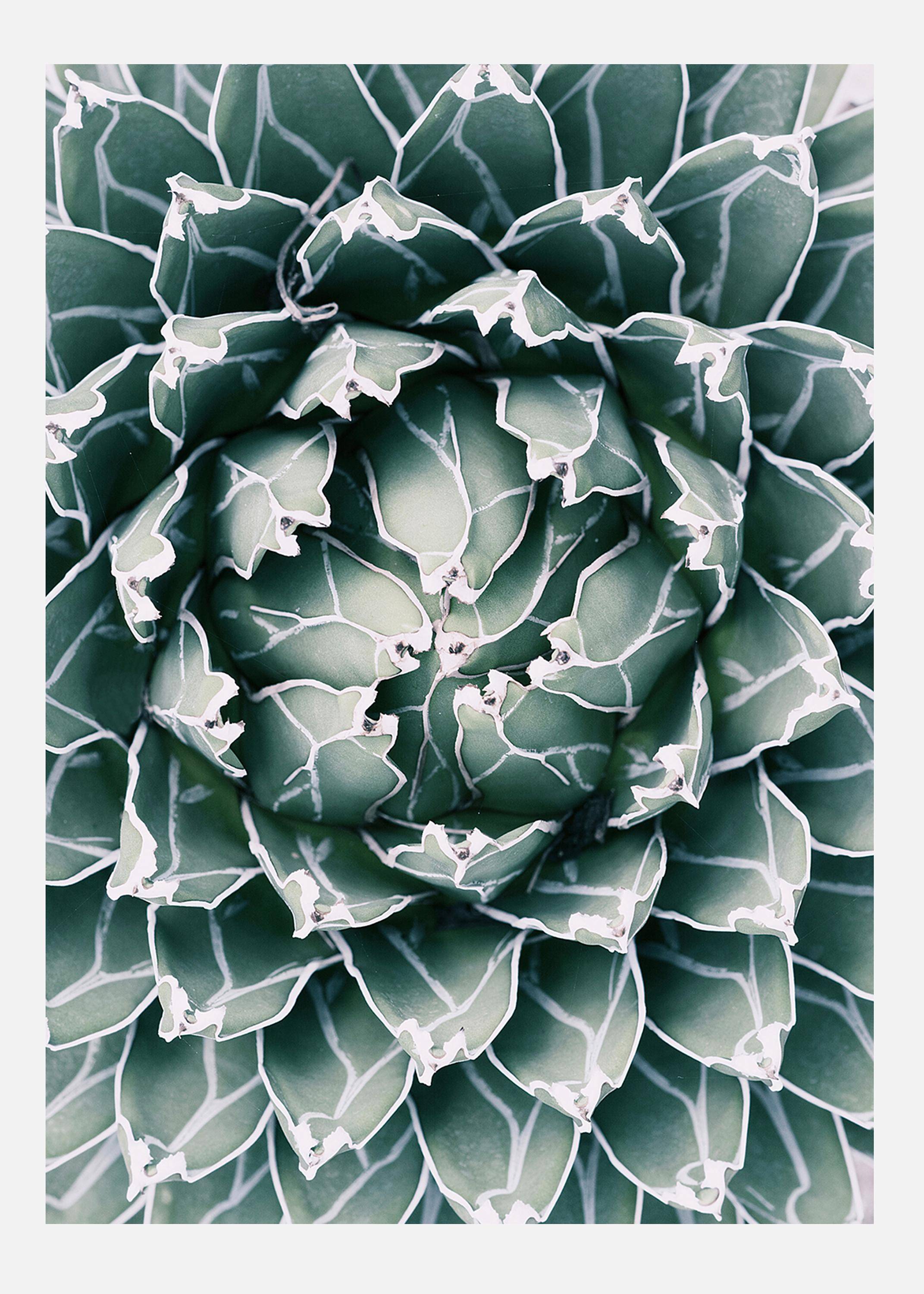 Plant Canvastavla (30x40 cm)