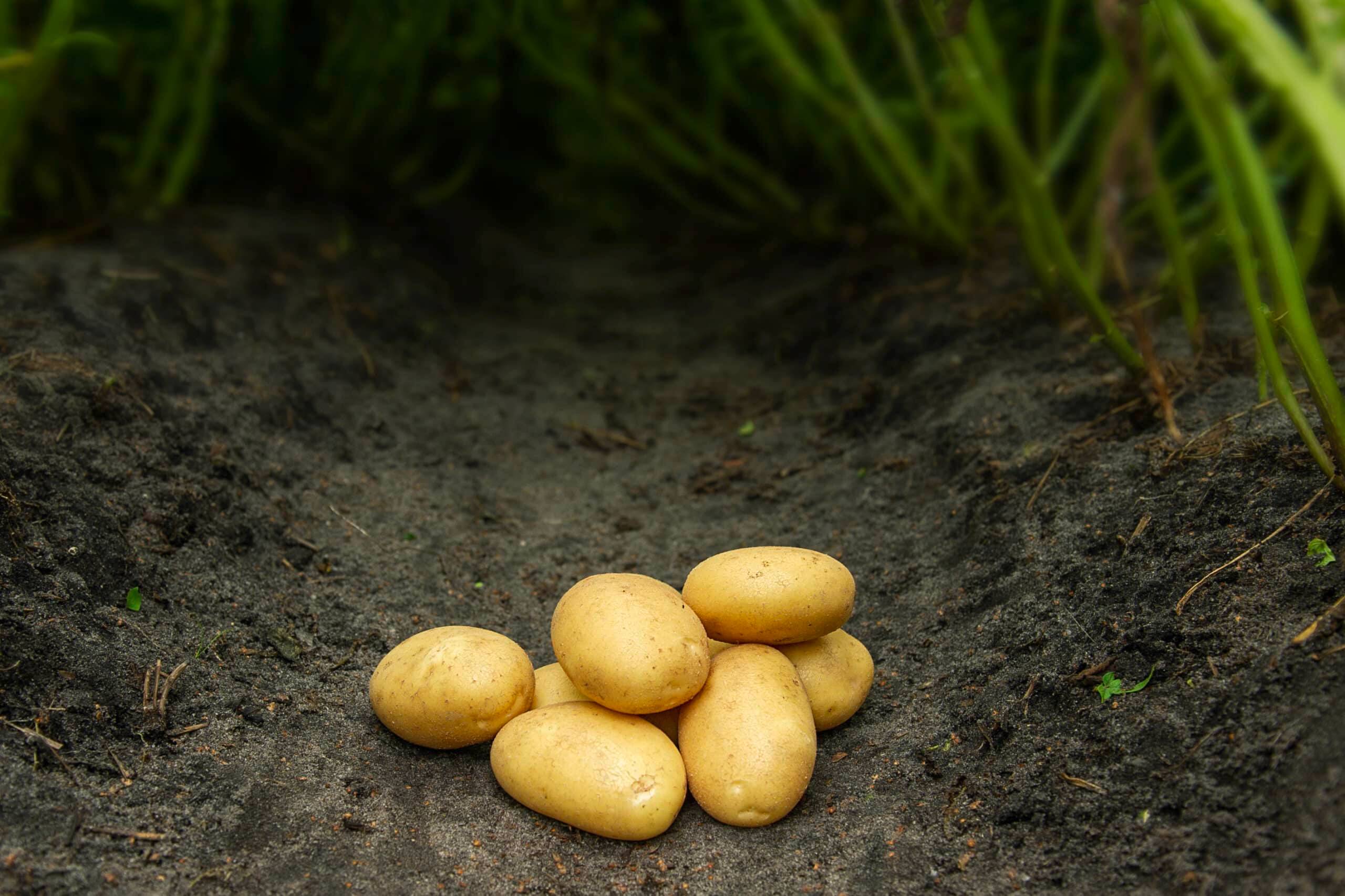 Bondens Bedste Sava Læggekartofler 1,5 kg.
