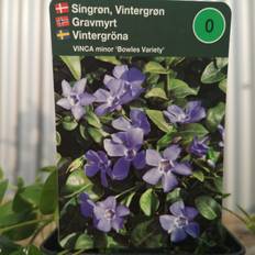 Vintergrøn Bowles Variety - Vinca minor Bowles Variety