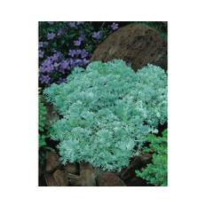Krypmalört OMNIA GARDEN Artemisia schmidtiana 'Nana' 6-pack