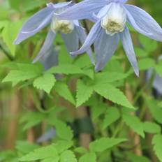 Klematis, Clematis alpina, 5 liter potte, 100 - 150 cm