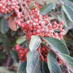 Cotoneaster