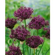 Allium / Prydløg &quot;Atropurpureum&quot; 3,00 kr/stk ved min 10 stk. 2,79 kr/stk v.100 stk.