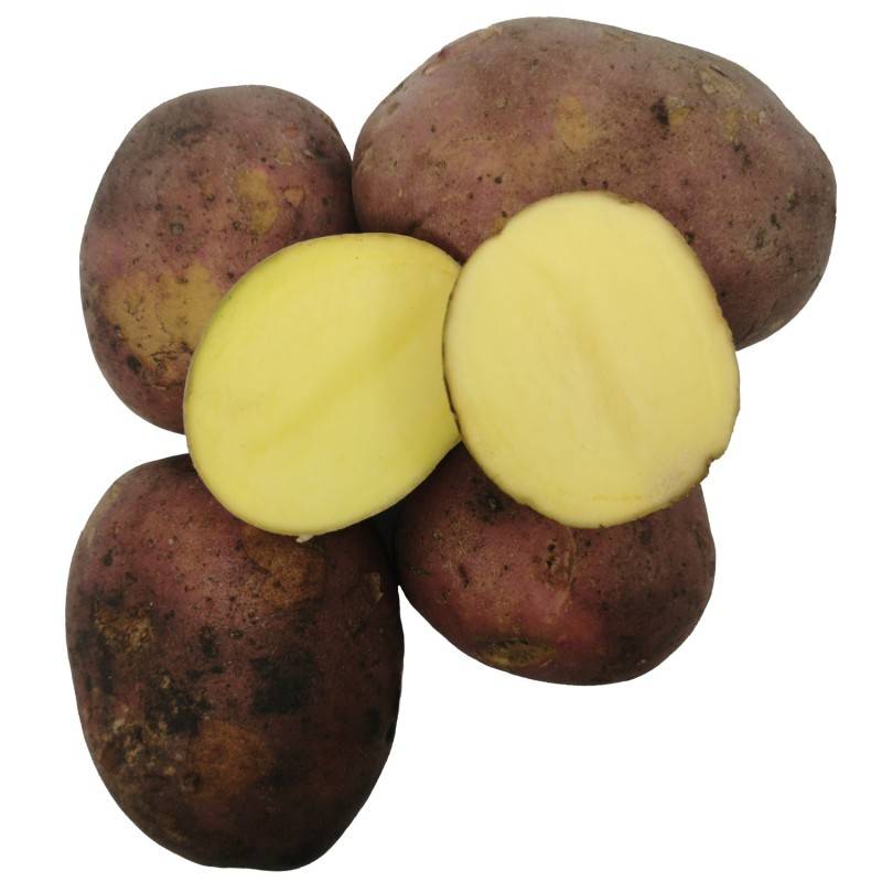 Senna Læggekartofler - 1,5 Kg. - Middeltidlig.
