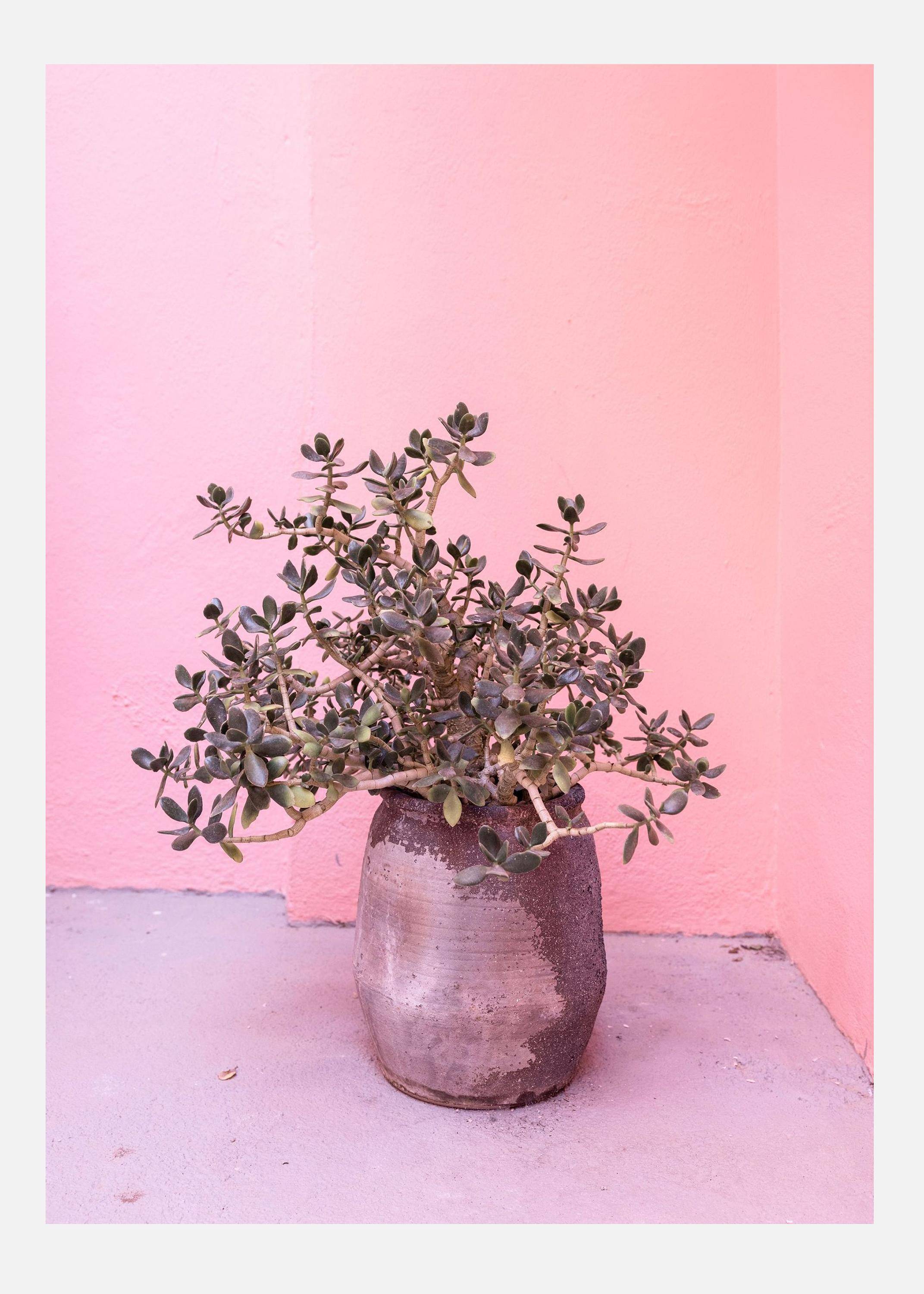 Spanish Rustic Succulent Canvastavla (30x40 cm)
