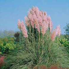 Cortaderia selloana 'Rosea', 2 L