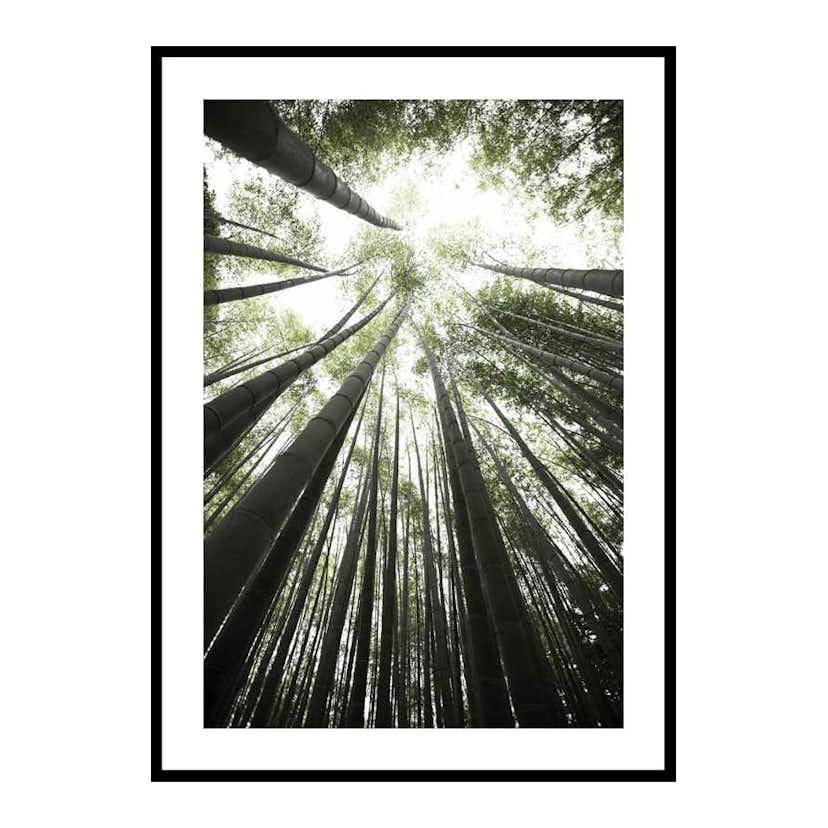 Bamboo Forest