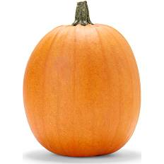 Halloweengræskar (På lager i butik)