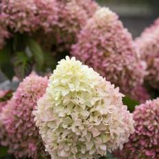 Syrenhortensia