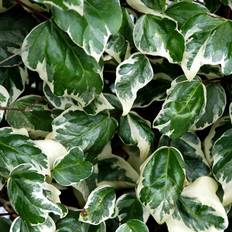Efeu Vedbend (Hedera alegeriensis 'Gloire de marengo')