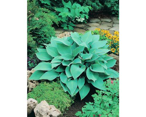 Blåfunkia OMNIA GARDEN Hosta (Tardiana-Gruppen) 'Halcyon' 3-pack