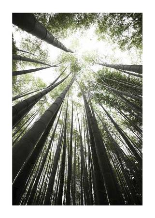 Bamboo Forest Poster
