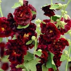Stockros - Alcea rosea Pleniflora Mörkröd (Krukstorlek: C11cm)