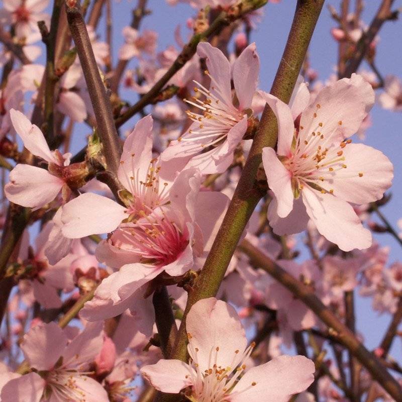 Sødmandel (Prunus dulcis 'Robijn') 150-200 cm