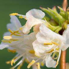 Busk kaprifolie (Lonicera X Purpusii 'Winter Beauty') 40-60 cm