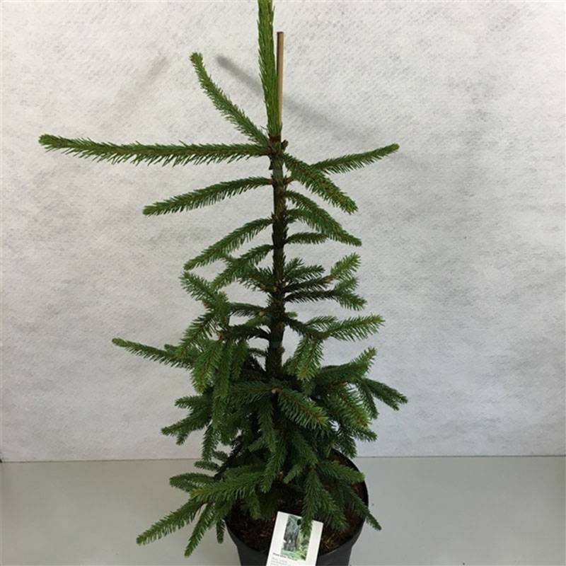 Nordmannsgran (Abies nordmanniana 'Pendula') 50-80 cm