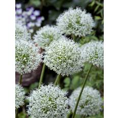 Allium / Prydløg &quot;White Giant&quot; - Kæmpeprydløg. 22,95 kr/stk ved min. 3 stk. - 19,95 kr/stk ved min 10 stk.