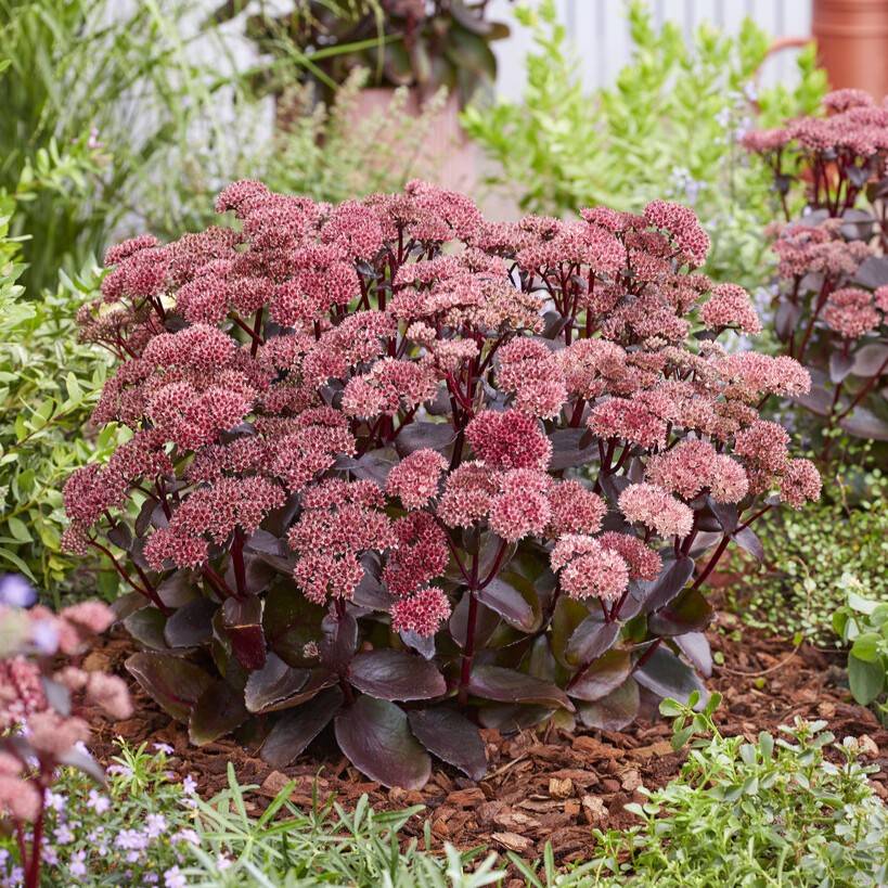 Kärleksört - Hylotelephium telephium Black Knight ® (Krukstorlek: 0,5-1L)