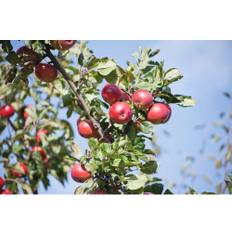 Äppelträd OMNIA GARDEN Malus domestica Summerred inkl. uppbindningskit