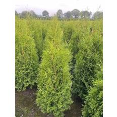 5 Thuja Brabant 100-140cm XXl ohne Topf gemessen frisch vom Feld Gartenhecke Heckenpflanzen Immergrüner Lebensbaum