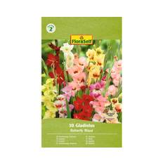 Blomsterlökar FLORASELF Gladiolus 'Butterfly Mixed' 10st