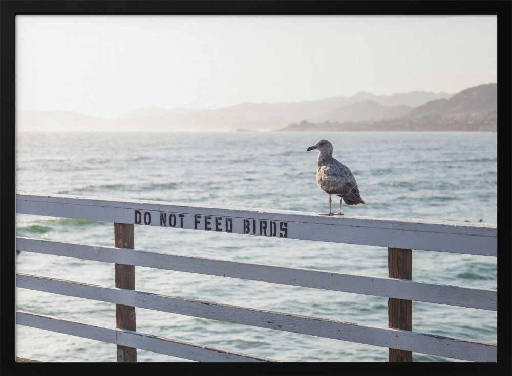 Do not feed birds Poster - 100x70 cm / 40x28″