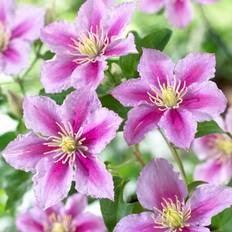 Klematis Storblommig - Clematis patens Piilu