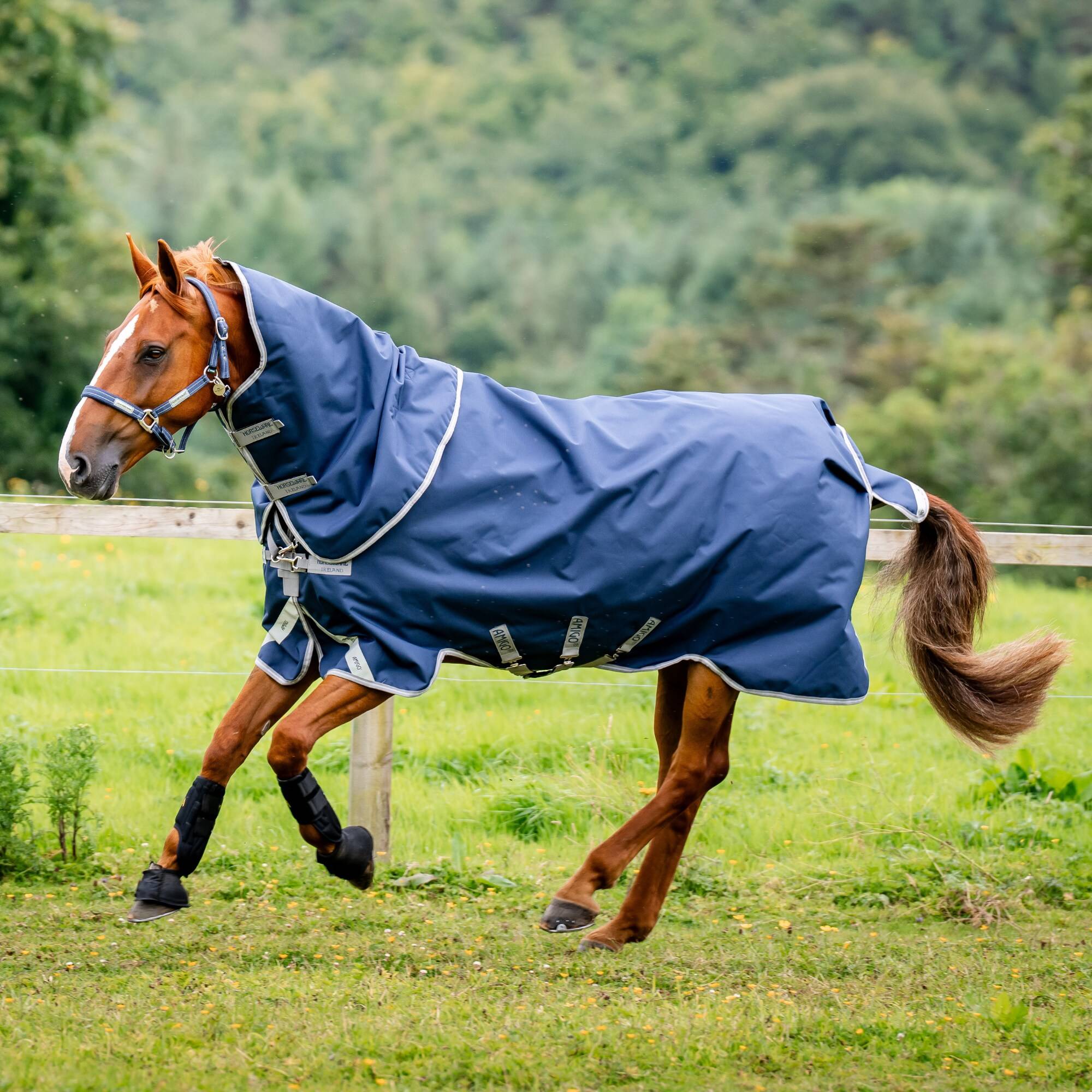 Amigo 1200D Plus TO - 250g - Navy/Titanium, Horseware