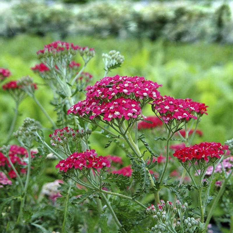 Røllike (Achillea millefolium 'Paprika')