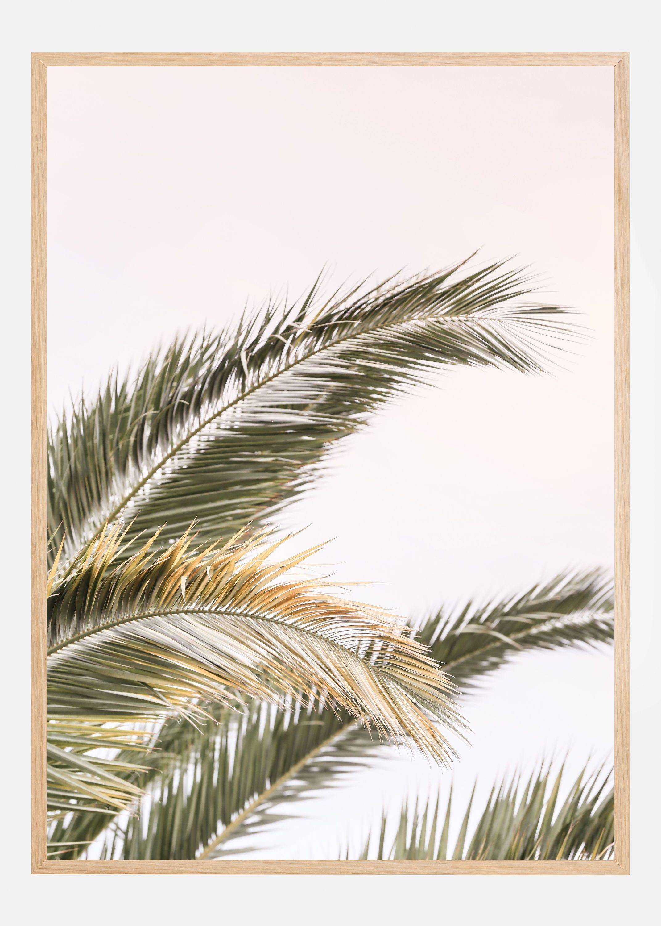Oasis Palm 03 Poster (30x40 cm)