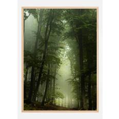 Foggy Forrest Plakat (50x70 cm)
