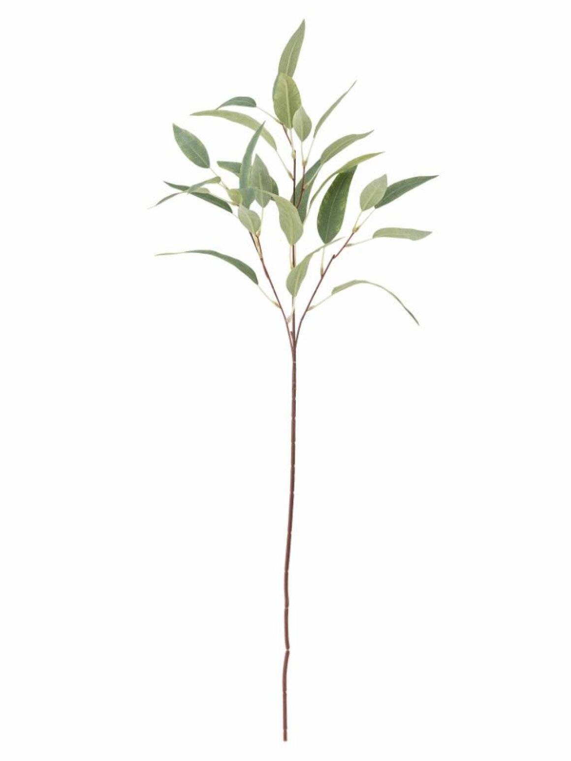 BV Eucalypsus, Stilk