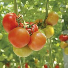 Økologisk tomatplante, Gemini, Ø11,5 cm (På lager i butik)