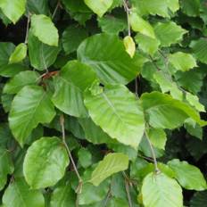 Fagus Sylvatica (Bøg), Salgshøjde: 80-100 cm