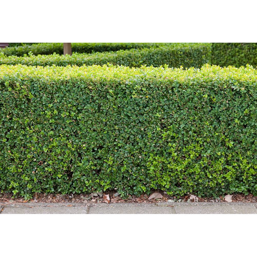 HÄCK BUXBOM 15-17CM MÖRKGRÖN 10-PACK