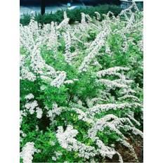 Snedrivebusk, barrod, Spiraea cin. 'Grefsheim', 50-80 cm. 10 stk.bdt.