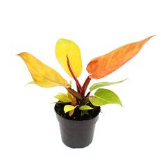 Exotenherz – Philodendron Prince of Orange – orange filodendron i 12 cm kruka