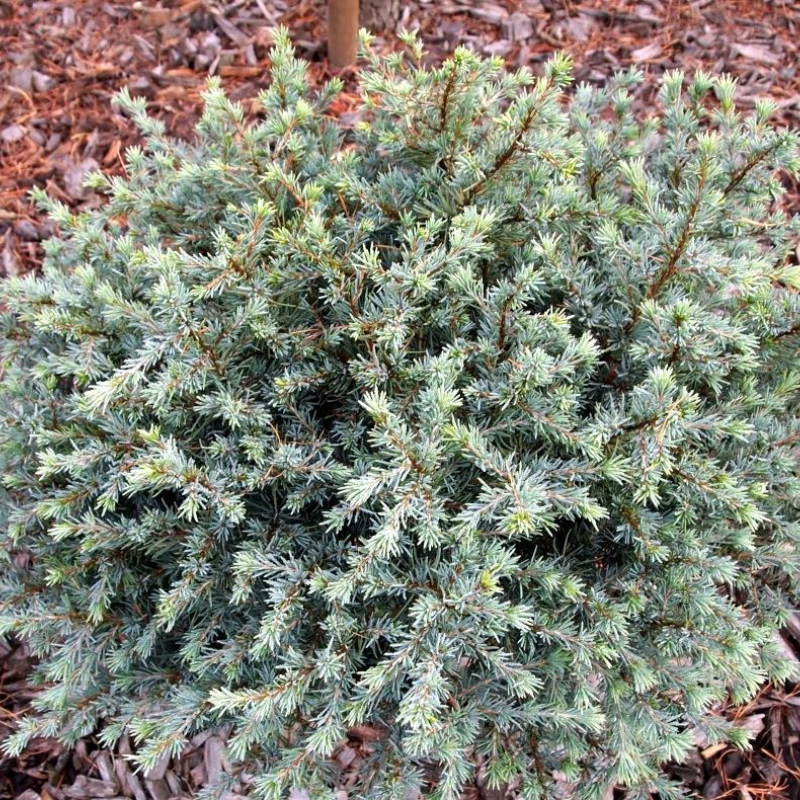 Himalayaceder (Cedrus deodara 'Blue Globe') 30-50 cm