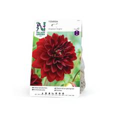 Dekorativdahlia Arabian Night Fröer